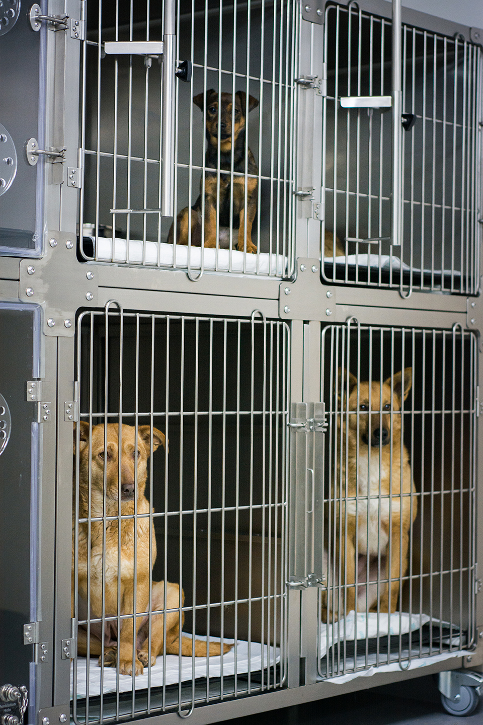 workshop_ecografie_2019 (5)